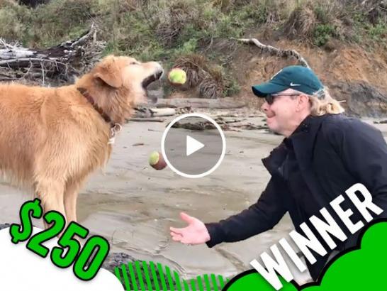 Juggling dog has been voted best in show! (Video)