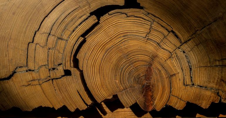 Chronicles of the Rings: What Trees Tell Us