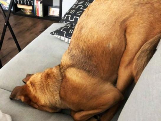Just a bunch of lazy doggos (25 Photos)