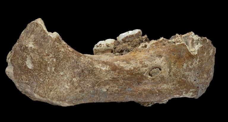 A jawbone shows Denisovans lived on the Tibetan Plateau long before humans
