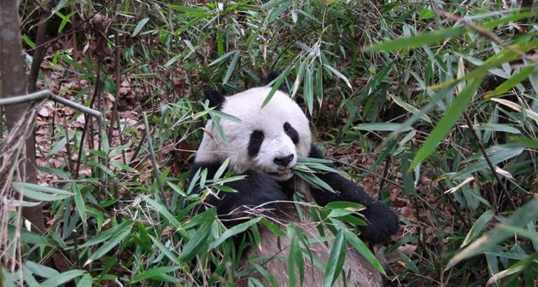 Pandas’ share of protein calories from bamboo rivals wolves’ from meat