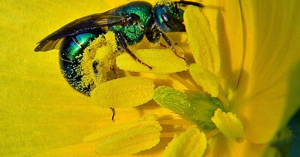 Photo: Metallic green bee doing the good work