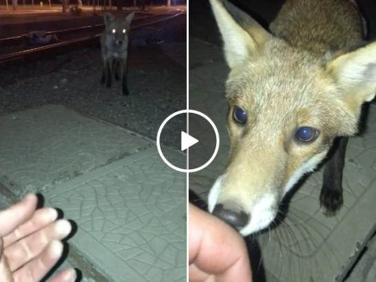 Man shares a beautiful moment with wild Fox (Video)