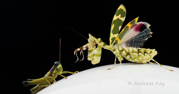 Photo: The exquisite praying mantis that will fuel your nightmares (video)