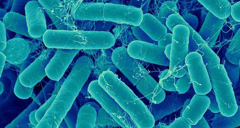 A gut bacteria transplant may not help you lose weight