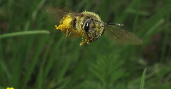 Photo: Pollen-spangled honeybee in flight