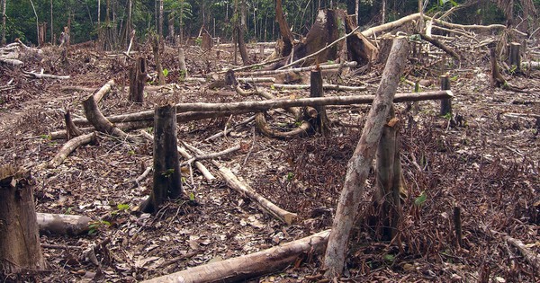Kroger to create and adopt a no-deforestation policy