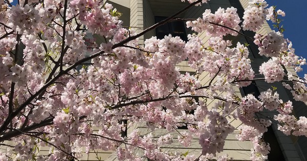 Photo: It's blossoms and brutalism time