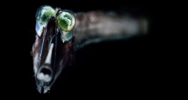 Deep-sea fishes’ eye chemistry might let them see colors in near darkness