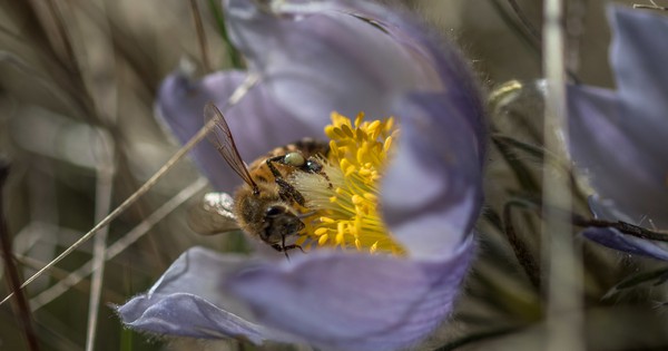 Photo: Crocus and bee, a love story