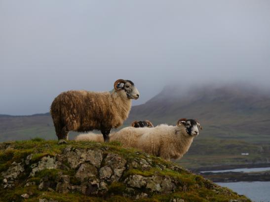 Hyperledger Announces Aries, a Toolkit for Blockchain-Based Identity Management