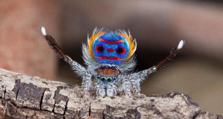 Peacock spiders’ superblack spots reflect just 0.5 percent of light