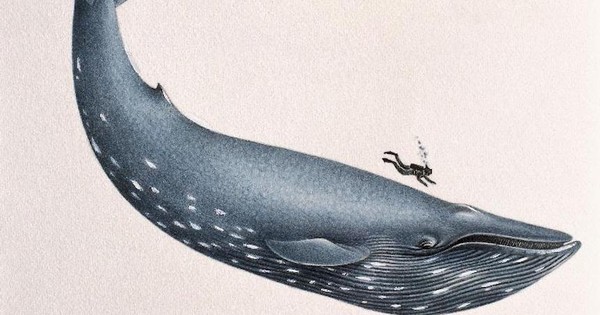 11 facts about blue whales, the largest animals ever on Earth