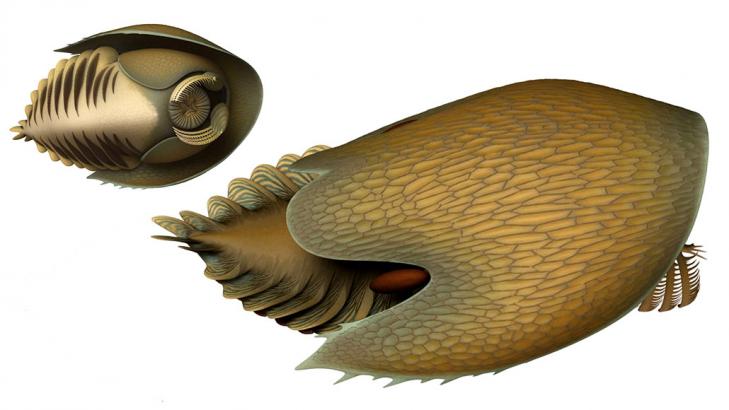 This newfound predator may have terrorized the Cambrian seafloor