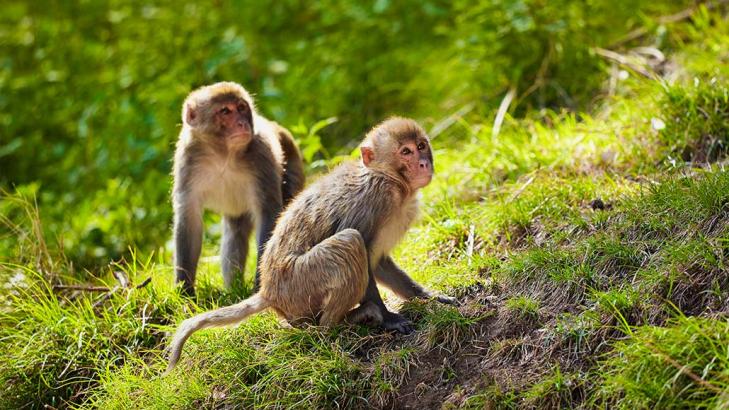 Monkeys can use basic logic to decipher the order of items in a list