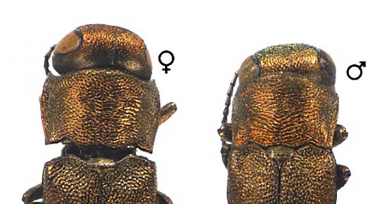 Meet the Beetles: Newly Discovered Brooklynites Have 6 Legs