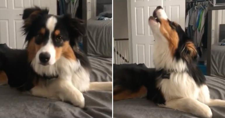 This Dog's Reaction to "Old Town Road" Is Me Every Time My Song Comes On in the Club