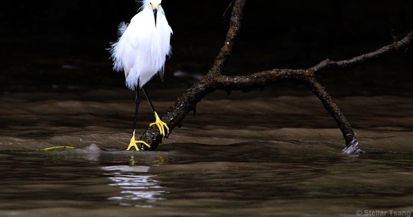 Photo: Snowy egret is the epitome of elegance