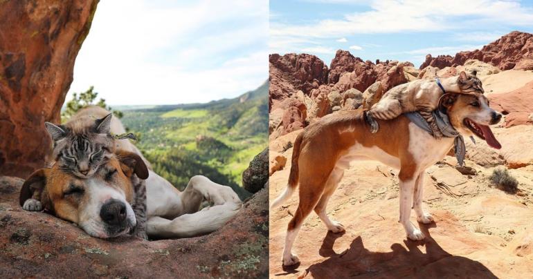 These Cat and Dog BFFs Travel Together and Pose For the Most Amazing Photos