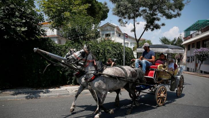 81 horses culled on Turkish island amid disease outbreak