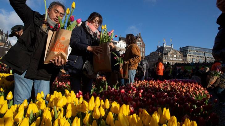 Away winter blues! Netherlands marks National Tulip Day