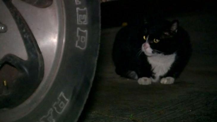 Refusal to stop feeding feral cats could land man in jail