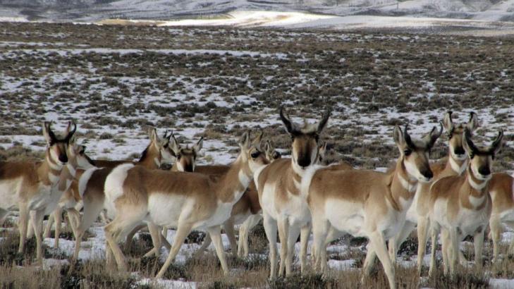 Antelope worries prompt lawsuit over Wyoming gas field plan