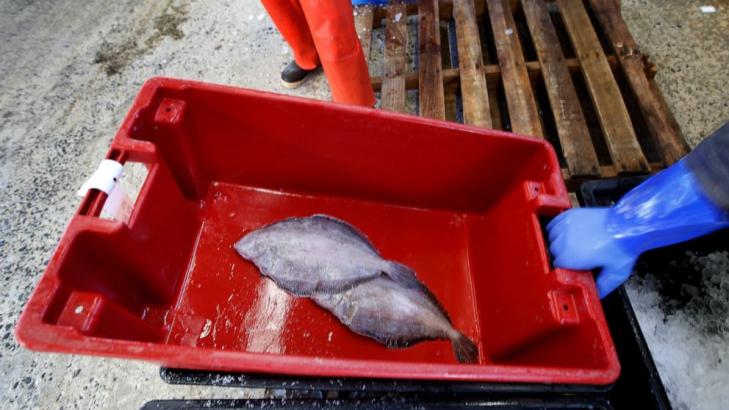 Seafood industry struggling to stay afloat amid outbreak