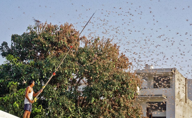 Punjab On Alert After Locusts Attack Crops In Rajasthan, Madhya Pradesh