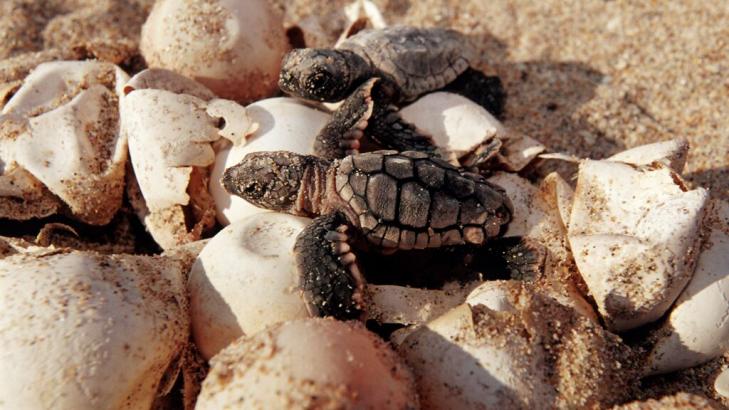 Florida men caught stealing 93 sea turtle eggs, report says