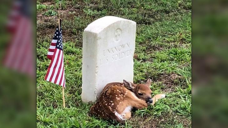 Fawn curls up at 'Unknown' soldier's headstone in Georgia cemetery, photo shows