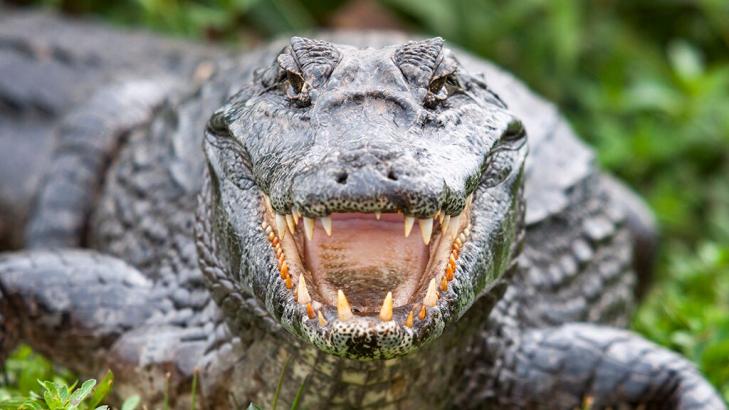 Early-morning wakeup call turns out to be 2 alligators fighting outside Florida home: report