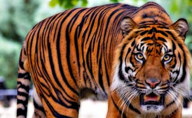 Maharashtra Man Jumps Into Tiger Enclosure At Aurangabad Zoo