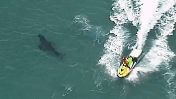 10-foot-long shark attacks, kills 60-year old surfer