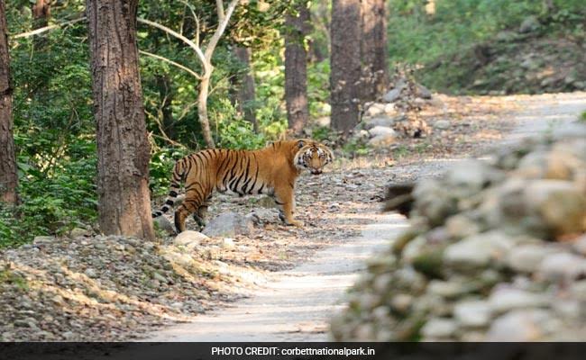 Corbett Tiger Reserve Reopens For Tourists After Nearly 3 Months