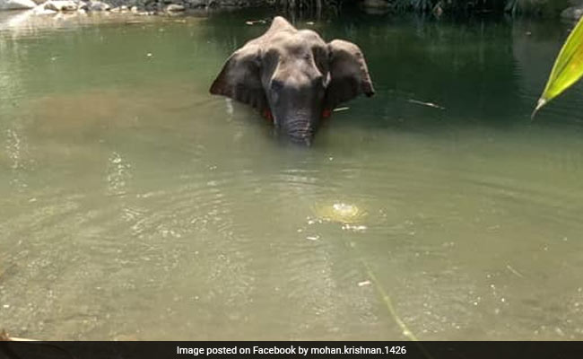Top Court Notice To Centre, Kerala, 12 Other States Over Elephant's Death