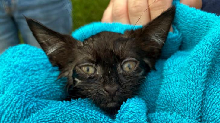 Long Island police rescue kitten from storm drain