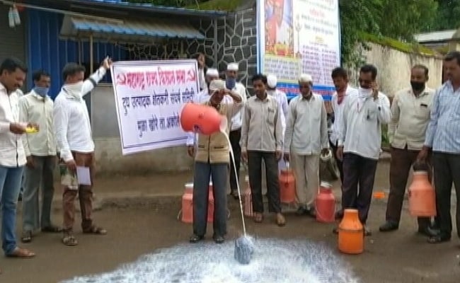 Maharashtra Farmers Spill Milk To Protest Prices, Centre's Import Of Powder