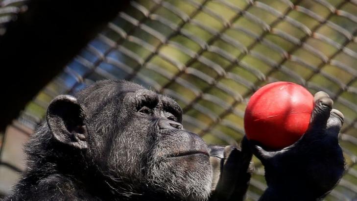Zoos could be latest pandemic victims