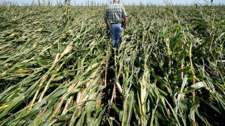 Iowa farmers unsure what's next after winds flatten corn