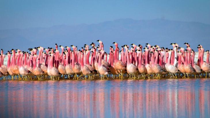 Composing for flamingos: Duo pens score for nature special