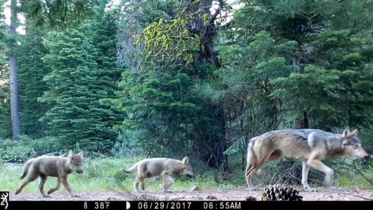 US wildlife officials aim to remove wolf protections in 2020