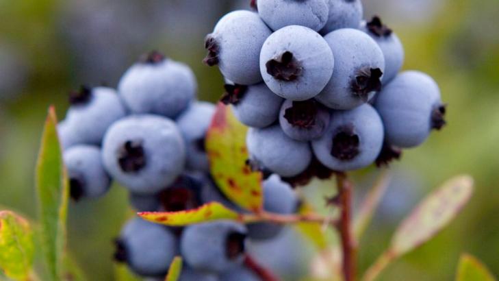 Maine blueberry industry reels from drought, frost, virus