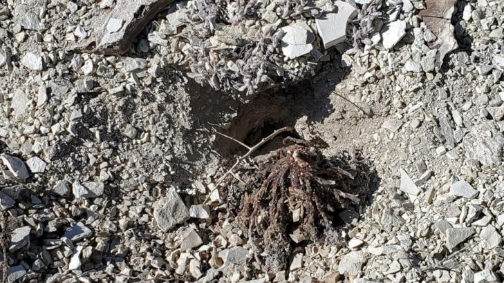 Massive damage of rare plants probed at Nevada mine site