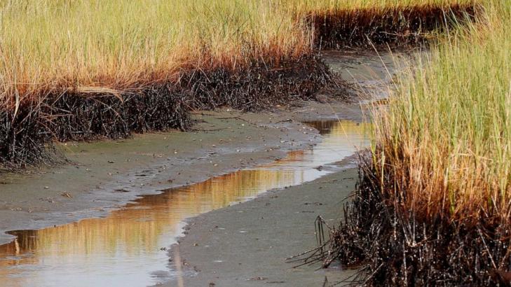 $215M in BP oil spill money to restore Louisiana marshes