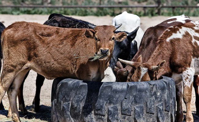 Law Against Cow Slaughter in UP Being Misused, Says Allahabad High Court