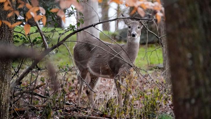 Hunter fatally shot after being mistaken for a deer by another hunter