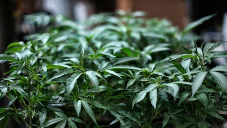 UN agency removes cannabis from strictest drug category