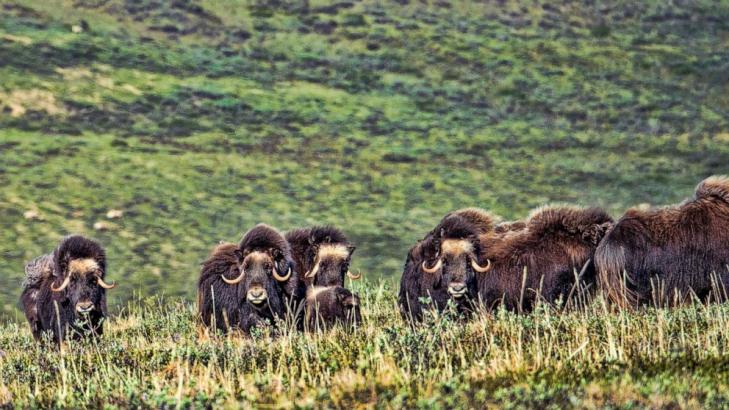 Trump administration opens up more protected Arctic land for oil development