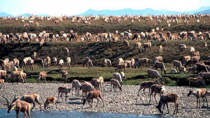 US holds first lease sale for Alaska's Arctic refuge